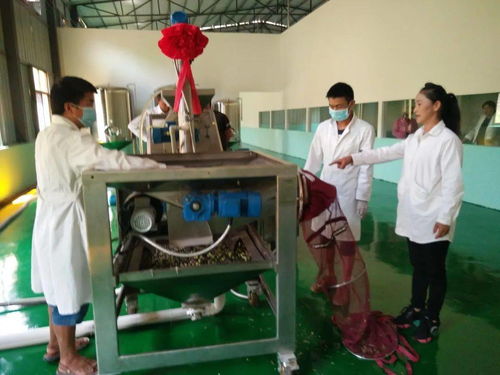 十街鄉 小橄欖做成大產業